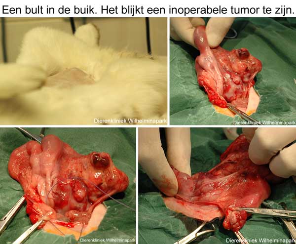 Een inoperabele baarmoedertumor bij een konijn, we moesten dit konijn in laten slapen